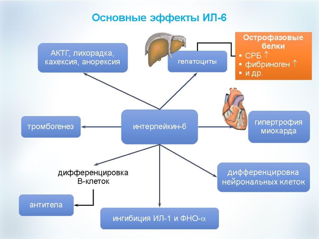Основные эффекты ИЛ-6 АКТГ, лихорадка, кахексия, анорексия антитела интерлейкин-6 гипертрофия миокарда гепатоциты тромбогенез Острофазовые